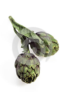 Artichoke, cynara scolymus against White background