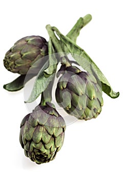 Artichoke, cynara scolymus against White background