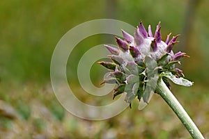 Artichoke Cynara scolymus bud