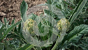 Artichoke Cynara scolymus in the garden, Two green artichokes