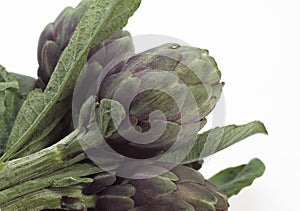 Artichoke, cynara scolymus, Vegetable against White Background