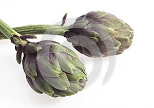 Artichoke, cynara scolymus, Vegetable against White Background