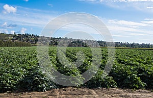 Artichoke field in southern California