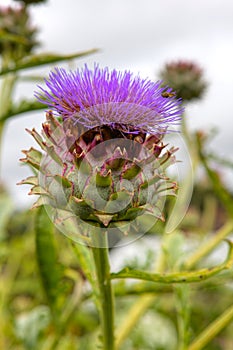 Artichoke flower