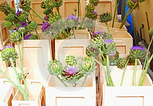 Artichoke flower bouquets boxes, market Jordaan, Amsterdam photo