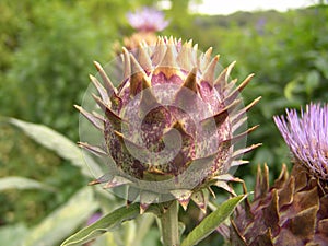 Artichoke flower budding photo