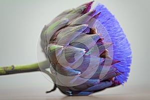 Artichoke flower close up white