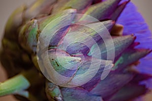 Artichoke flower close up white