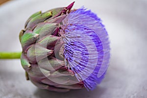 Artichoke flower close up white