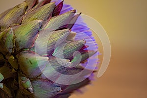 Artichoke flower close up white