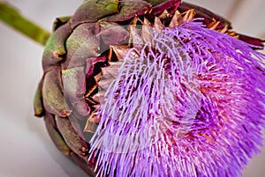 Artichoke flower close up white