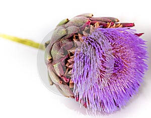 Artichoke flower close up white