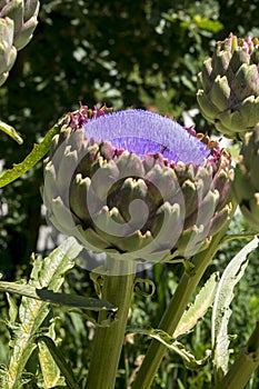 Artichoke flower in colorful garden