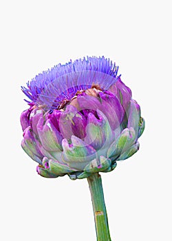 Artichoke flower Cynara Scolymus isolated