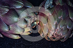 Artichoke flower fresh on dark background. Organic healty artichoke