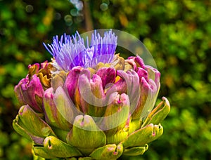 Artichoke Flower head closeup Select Focus