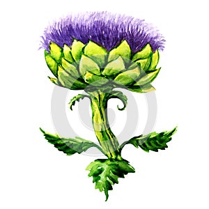 Artichoke flower isolated on white background