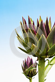 Artichoke flowers against blue cloudless summer sky