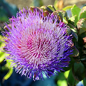Artichoke, The flowers develop in a large head from an edible bud