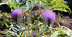 Artichoke, The flowers develop in a large head from an edible bud