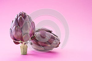 Artichoke flowers, purple edible buds isolated on pink background