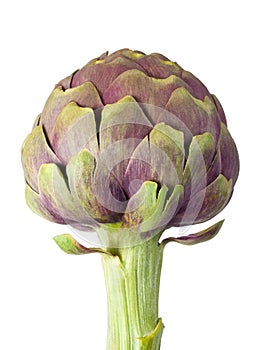 Artichoke photo