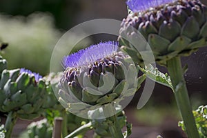 Artichoke fruit in flowering time. Cynara cardunculus