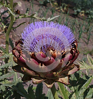 An artichoke in full flower. photo