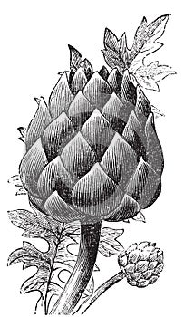 Artichoke, globe artichoke or Cynara cardunculus old engraving