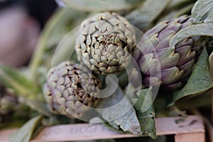 artichoke on a green background