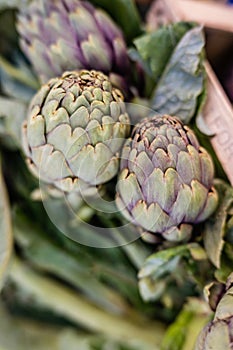 artichoke on a green background