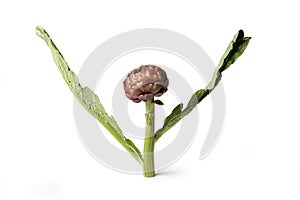 Artichoke - Green Artichoke `Carciofo` On White Background photo