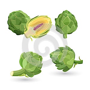 Artichoke green flower heads isolated. Vector illustration of edible vegetable photo