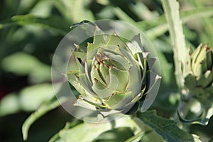 Artichoke growing in a garden in park Hitland in the Netherlands photo