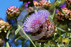 Artichoke head with flower at bloom in sunlight