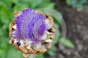 Artichoke head with lilac flowers