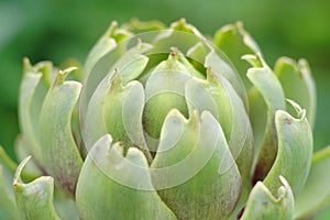 Artichoke inflorescence photo