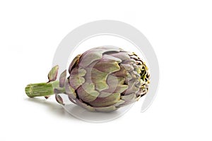 Artichoke isolated on white bckground