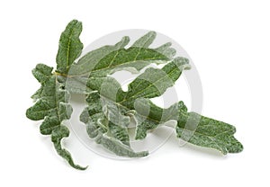 Artichoke leaf closeup photo