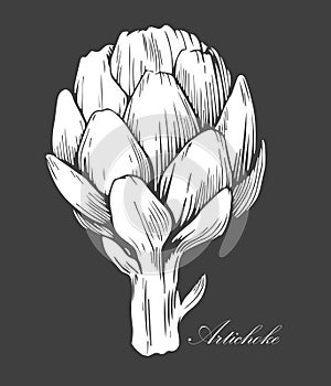 Artichoke logo. Organic food. Organic botanical design template. Hand drawn Vector illustration