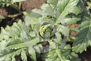 Artichoke plant