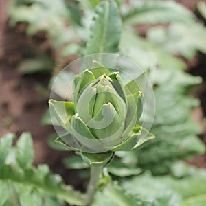 Artichoke plant