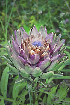 Artichoke plant during the flowering phase and open petals