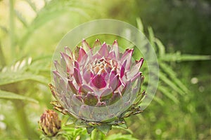 Artichoke plant during the flowering phase under a beautiful and suggestive warm sun light