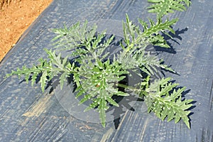 Artichoke plant growing