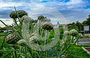 Artichoke plant with many artichokes ready to harvest.