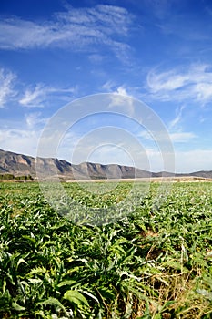 Artichoke plantation