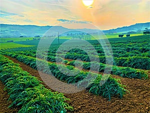 Artichoke plants, nature, ray of sun and magic landscape in Marche region, Italy.