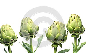 Artichoke in Seclusion on White Background