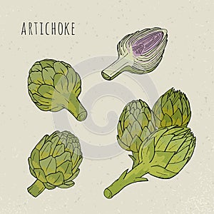 Artichoke set hand drawn botanical isolated and cutaway plant colorful. Sketch vector illustration